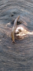 Prophysaon andersonii