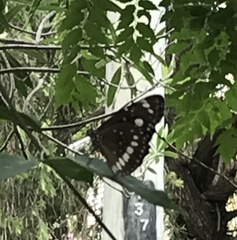 Euploea core corinna