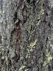 Chaenotheca furfuracea