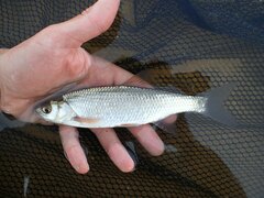 Leuciscus