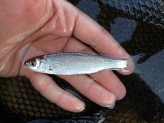 Leuciscus