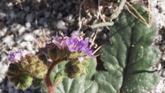Phacelia crenulata minutiflora