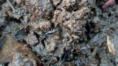 Notiophilus