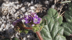 Phacelia crenulata minutiflora
