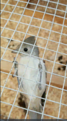 Baeolophus inornatus