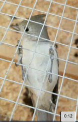 Baeolophus inornatus