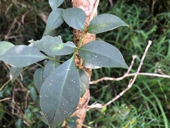 Pandorea jasminoides