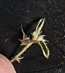 Ditaxis serrata