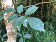 Pandorea jasminoides