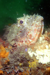 Scorpaena jacksoniensis