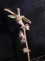 Ditaxis serrata