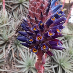 Puya venusta