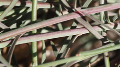 Stillingia linearifolia