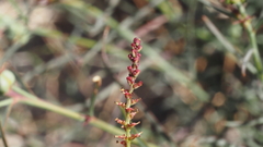 Stillingia linearifolia