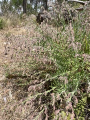 Gonocarpus elatus