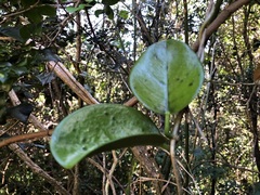 Hoya australis