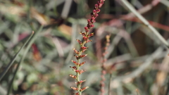 Stillingia linearifolia