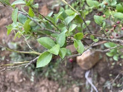 Vaccinium bracteatum
