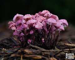 Marasmius haematocephalus