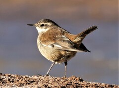 Cinclodes albiventris