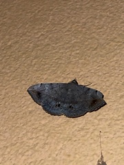 Anticarsia
