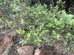 Vaccinium bracteatum