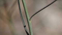 Stillingia linearifolia