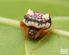 Poecilopachys australasia