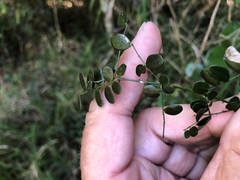 Mezoneuron brachycarpum