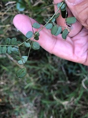 Mezoneuron brachycarpum