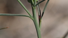 Stillingia linearifolia