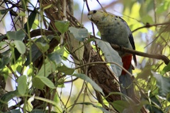 Platycercus adscitus