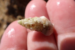 Cerithiidae