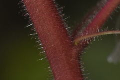 Euphorbia eglandulosa