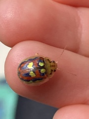 Paropsisterna nobilitata