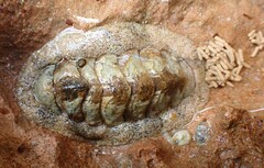 Acanthopleura granulata