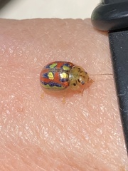 Paropsisterna nobilitata