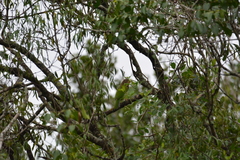 Psilopogon viridis