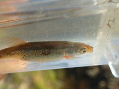 Rhynchocypris percnurus