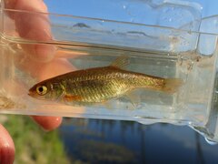 Rhynchocypris percnurus