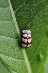 Alagoasa decemguttata