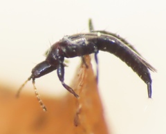 Phlaeothripidae