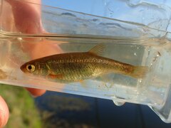 Rhynchocypris percnurus