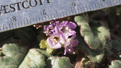 Phacelia crenulata minutiflora