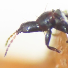 Phlaeothripidae