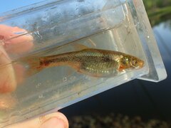 Rhynchocypris percnurus