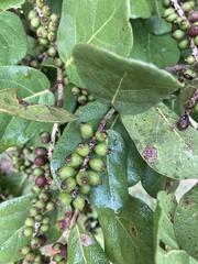 Coccoloba barbadensis