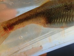 Rhynchocypris percnurus