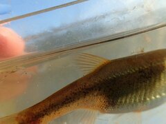 Rhynchocypris percnurus