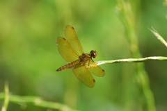 Perithemis icteroptera